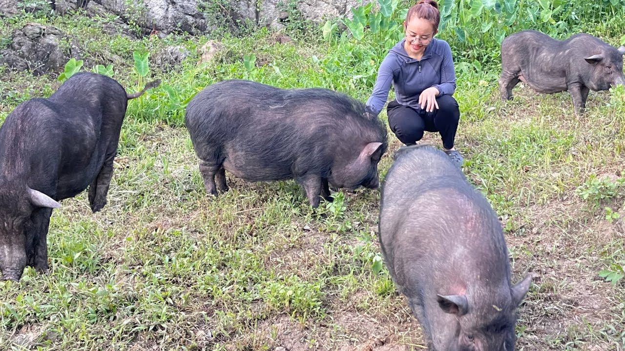 Go to the market to sell papayas and build a larger playground for pigs