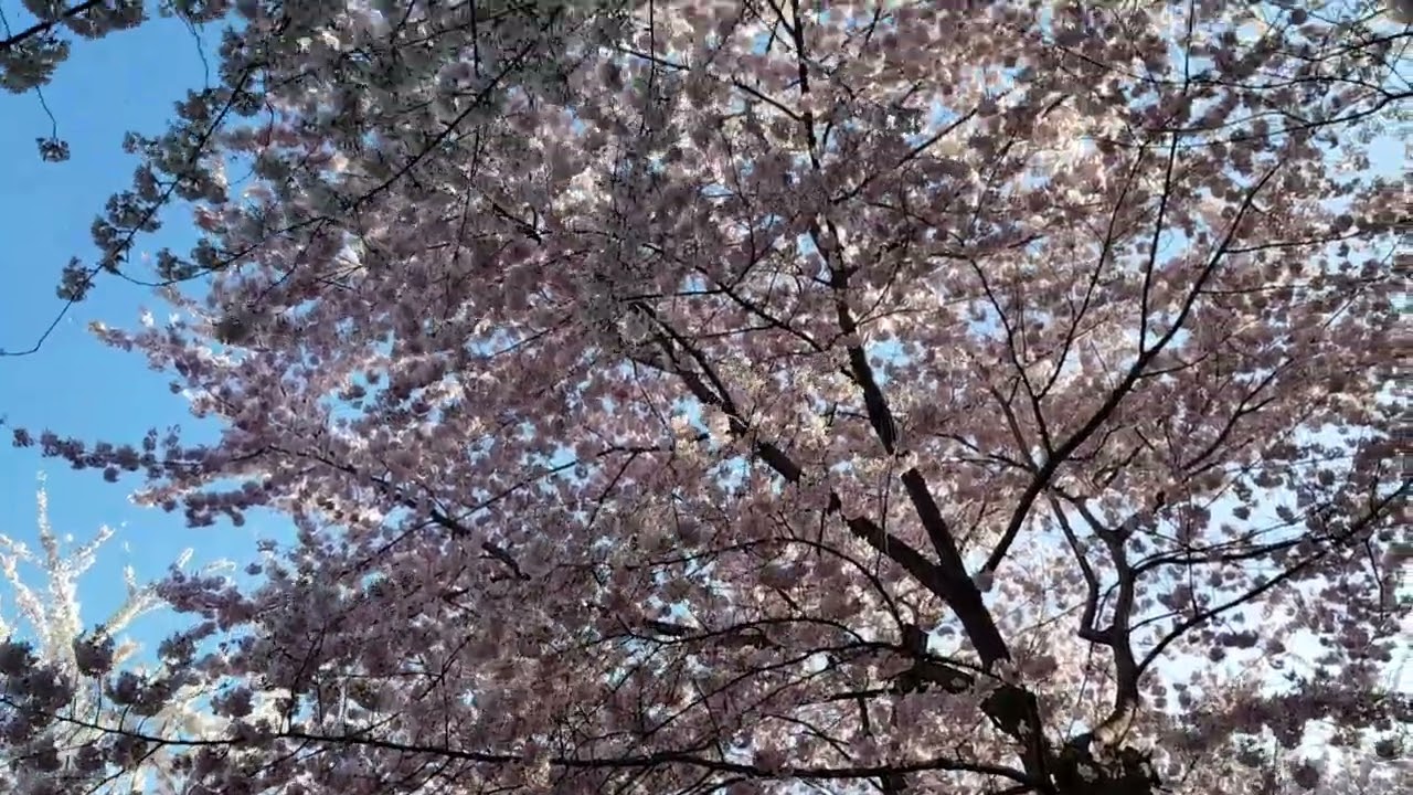 CHERRY BLOSSOMS TIDAL BASIN WASHINGTON DC(వాషింగ్టన్ డిసిలోని చెర్రీ బ్లాసమ్స్ టైడల్ బేసిన్) 07