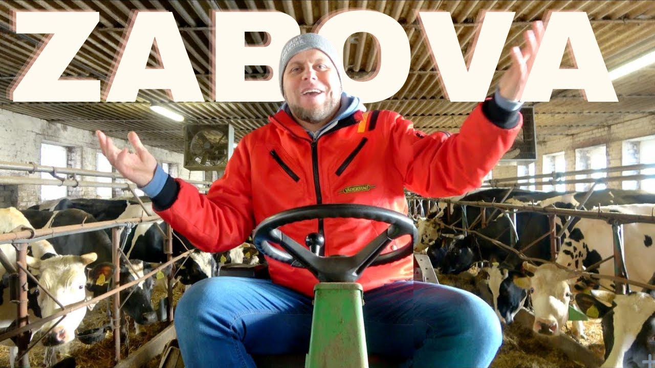 Traktorius "ZABOVA" pieno ūkyje || AGRO REIDAS #75