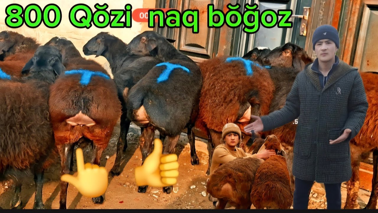 100 BOSH 800 mig QŎZI NAQ EKAZAKCHI BŎĞOZ HEGAT SOVLIQ VA ONA BOL ZŎRLAR KELDI 500 ARZON