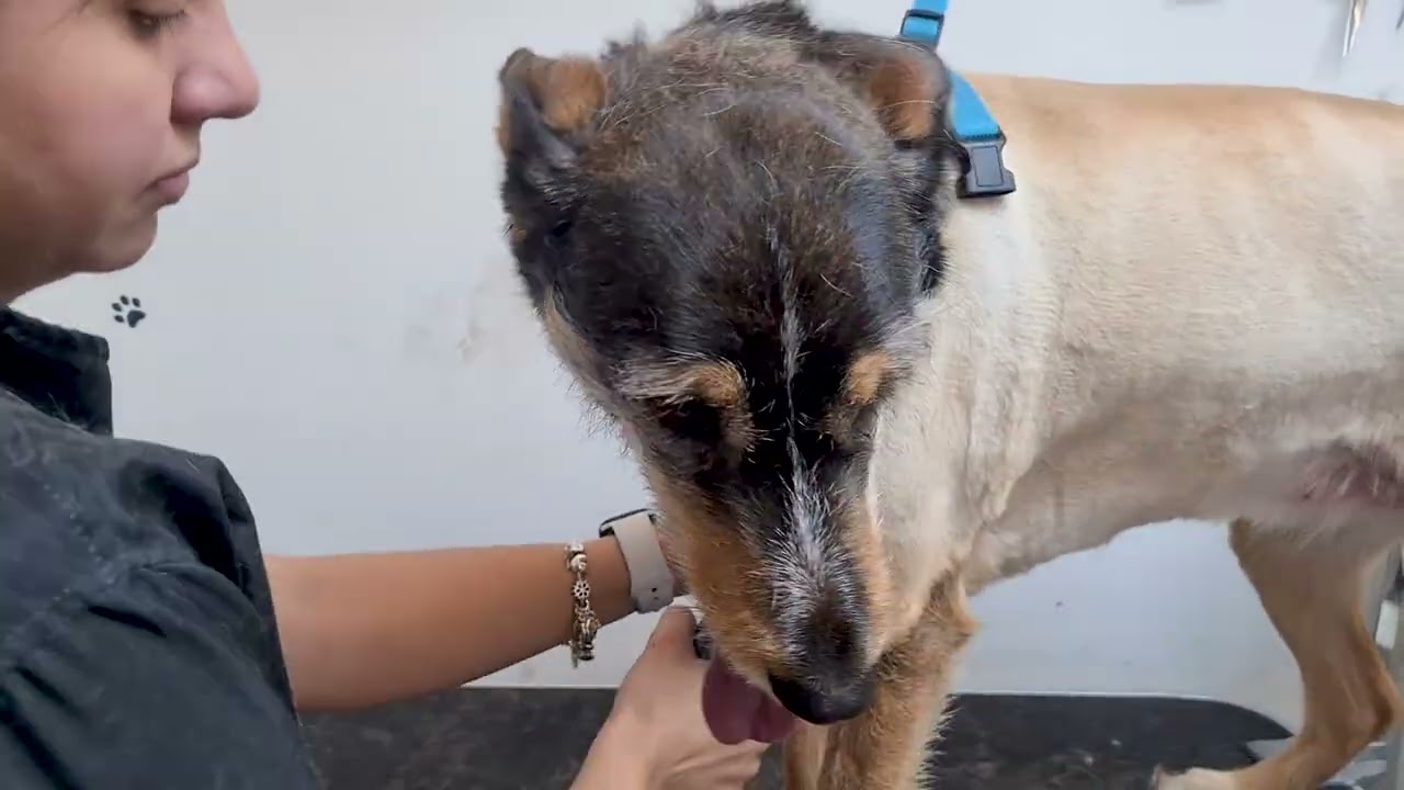 Dog Gets a Crazy Haircut Transformation!
