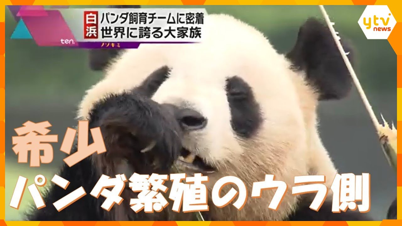 パンダファミリー第１弾！ビッグパパ・永明＆ベテランママ・良浜の「子作り」に密着
