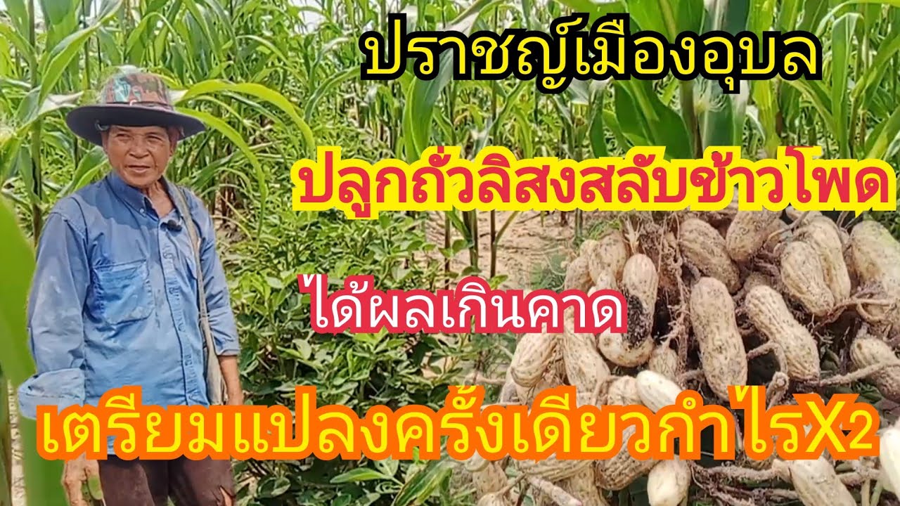 เตรียมแปลงครั้งเดียวกำไรX2 ปราชญ์เมืองอุบล ปลูกถั่วลิสง สลับ ข้าวโพด ได้ผลเกินคาด