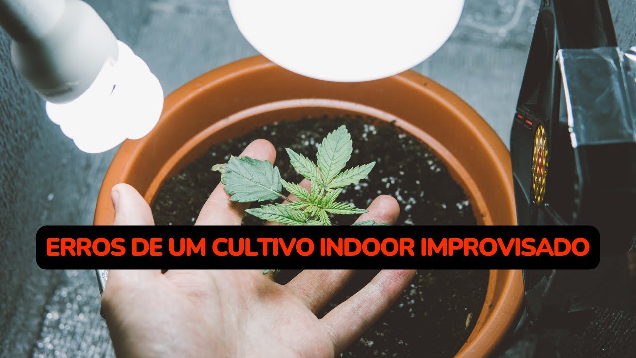4 erros de um cultivo indoor improvisado