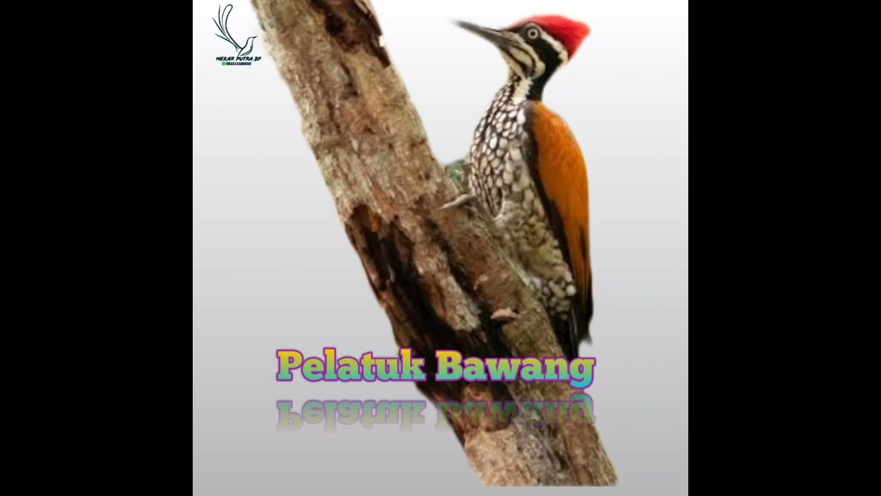 pelatuk bawang #pelatuksampit #pelatukbawanggacor #birds #kicaumania