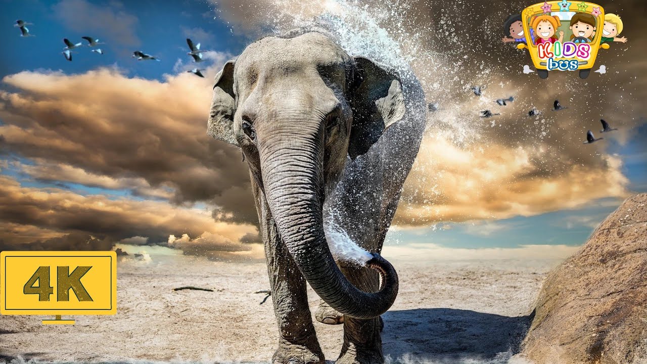 How Wild Animals take bath? Relaxing 4K Animal Video #birds #animalvideos #nature  @StarKidsBus