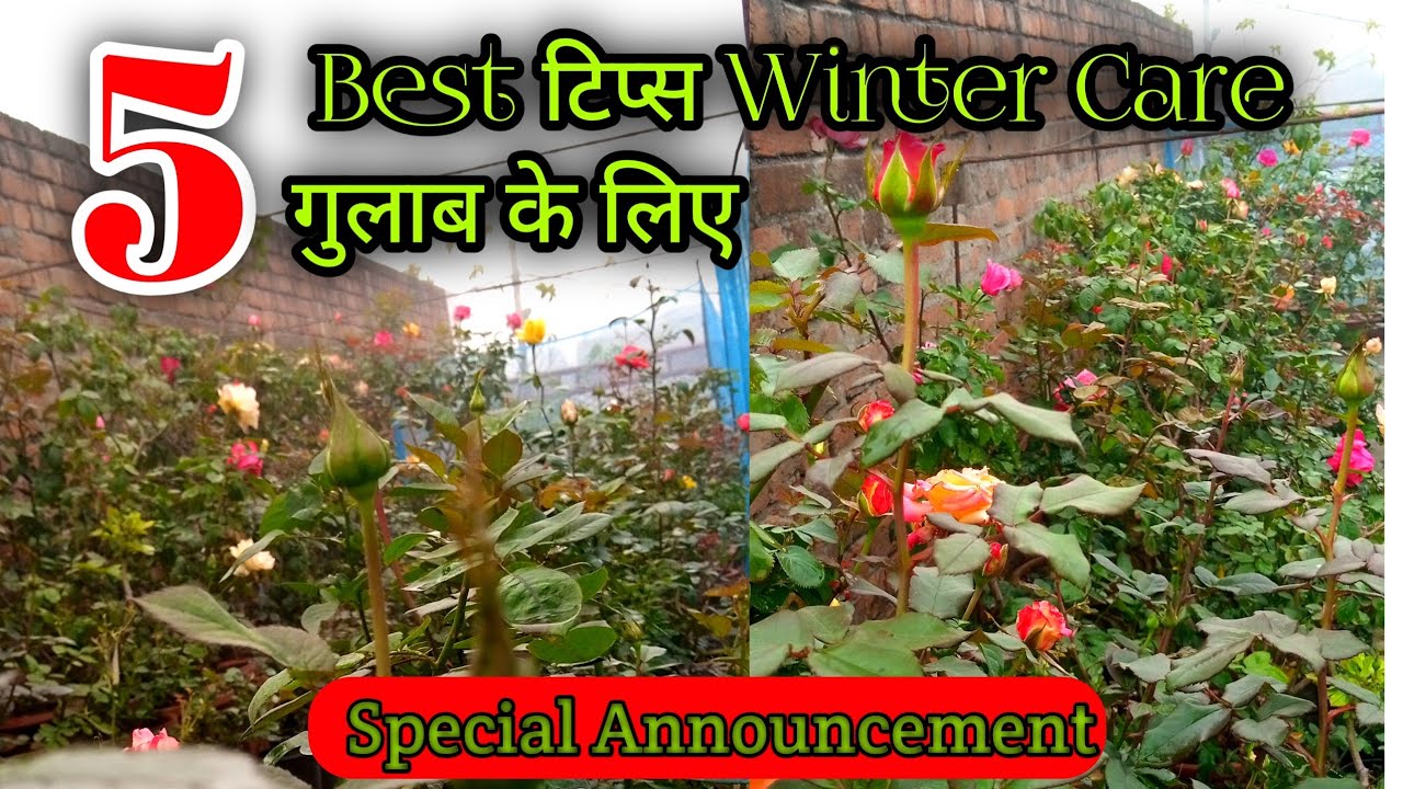सर्दीयों के 5 खास टिप्स गुलाब के लिए || Must follow These 5 tips & Rules in winter growing Roses