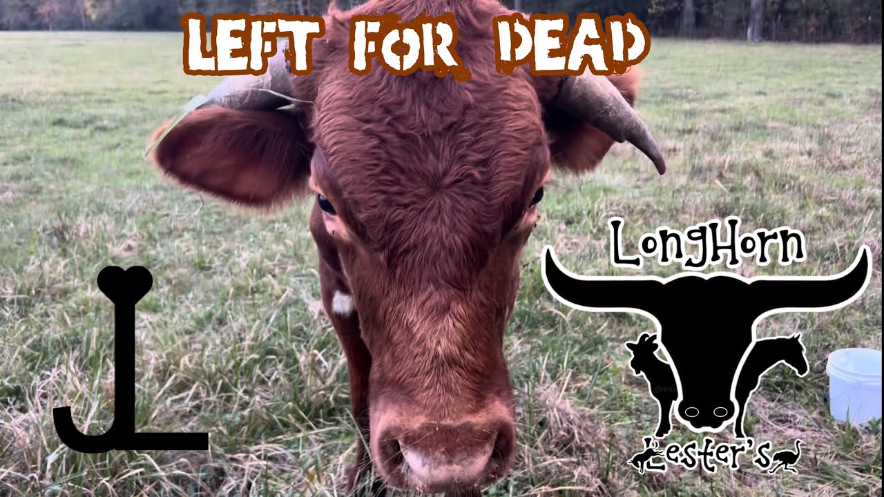 Left for Dead: Longhorn Bull Yearling Fights To Live