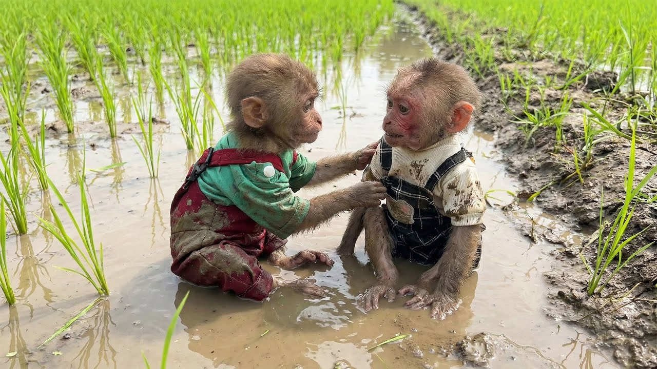Monkey Moon and Bon Sneak Away to Play in the Mud – Dad’s Reaction