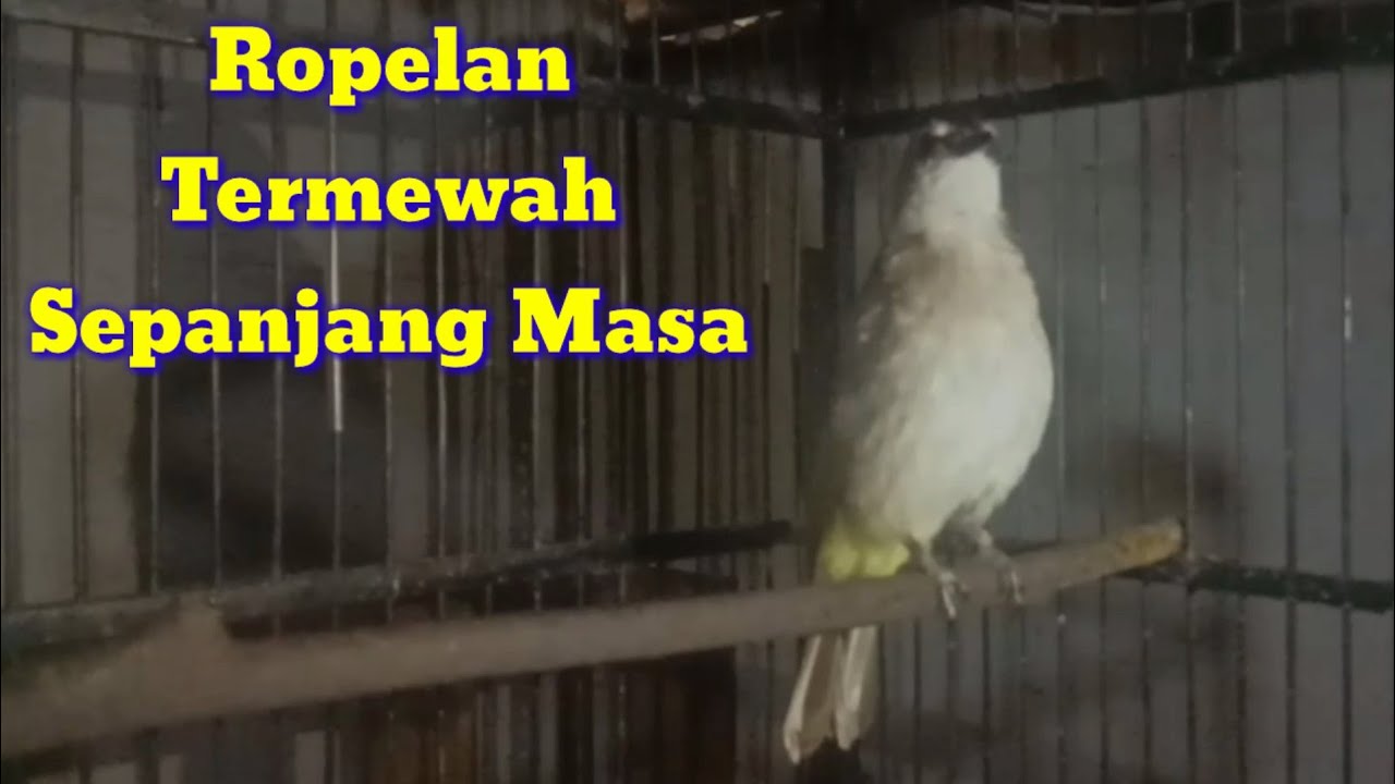 Pancingan Trucuk Ropel Ter mermewah
