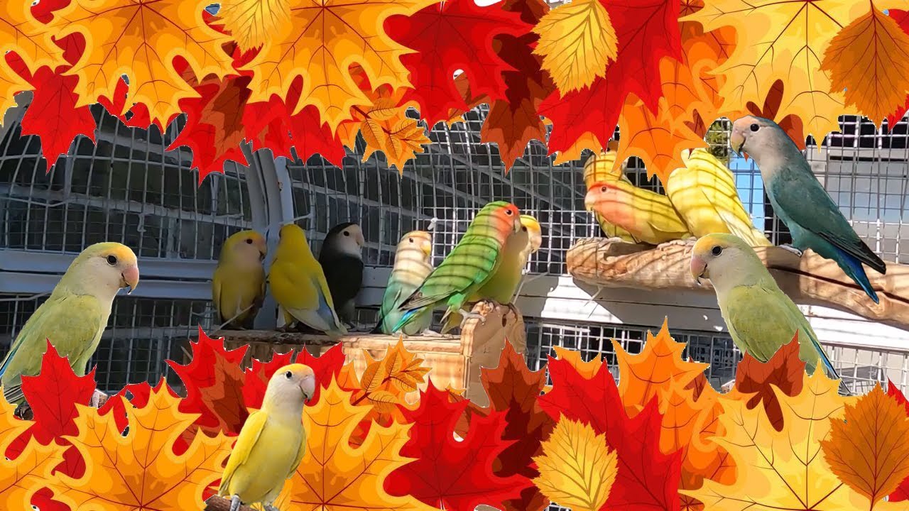 Decorating My Lovebirds' Aviary For The Fall Season