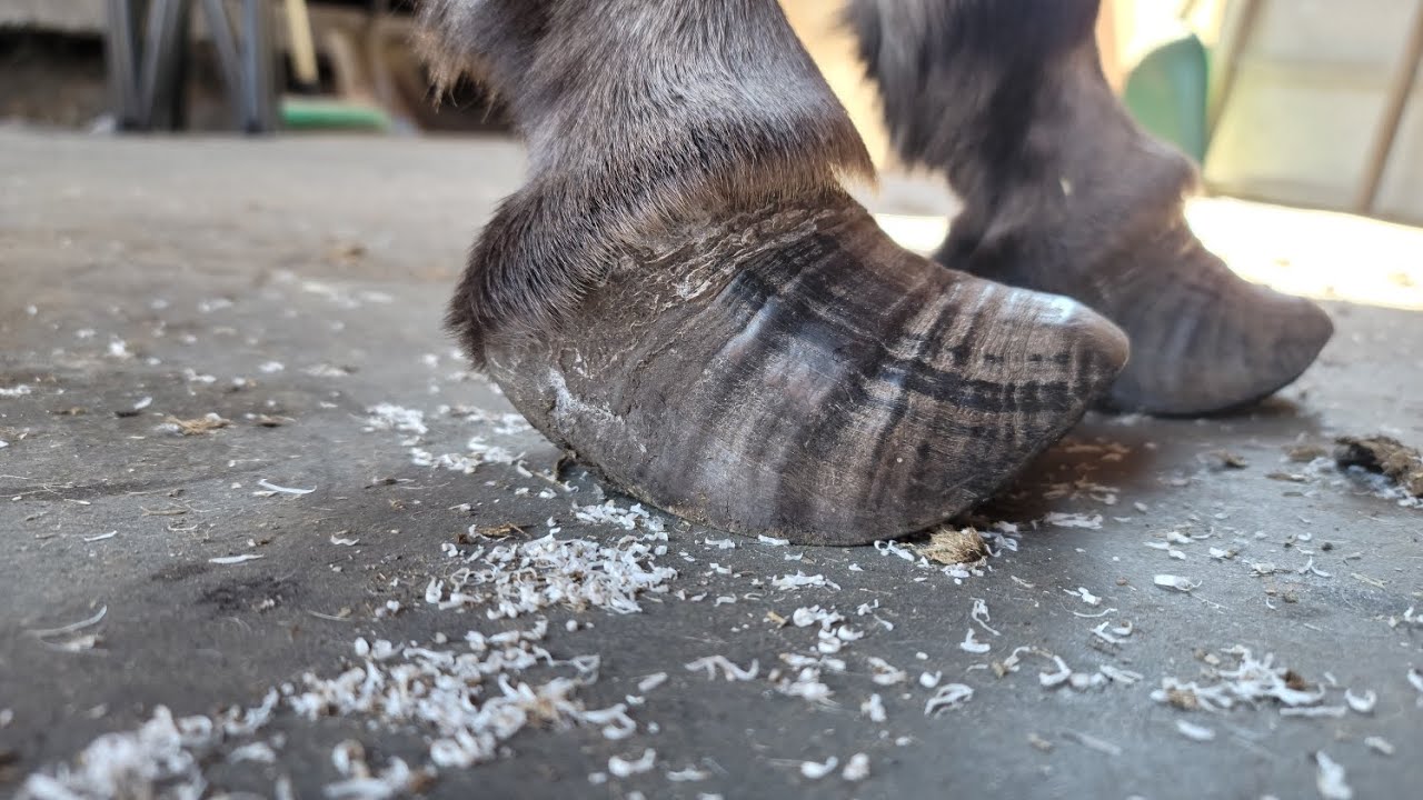 Hoof Transformation - Long Donkey - Overgrown Hoof Trim - So Satisfying