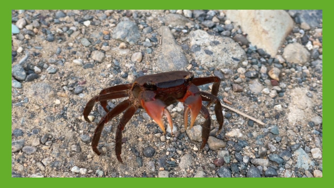 🦀カニ! Crabs! A Little Bit Cooler   #615