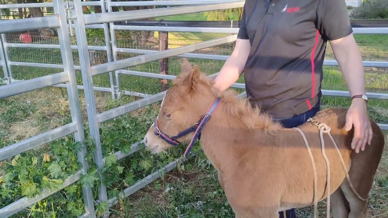 Foal handling 3