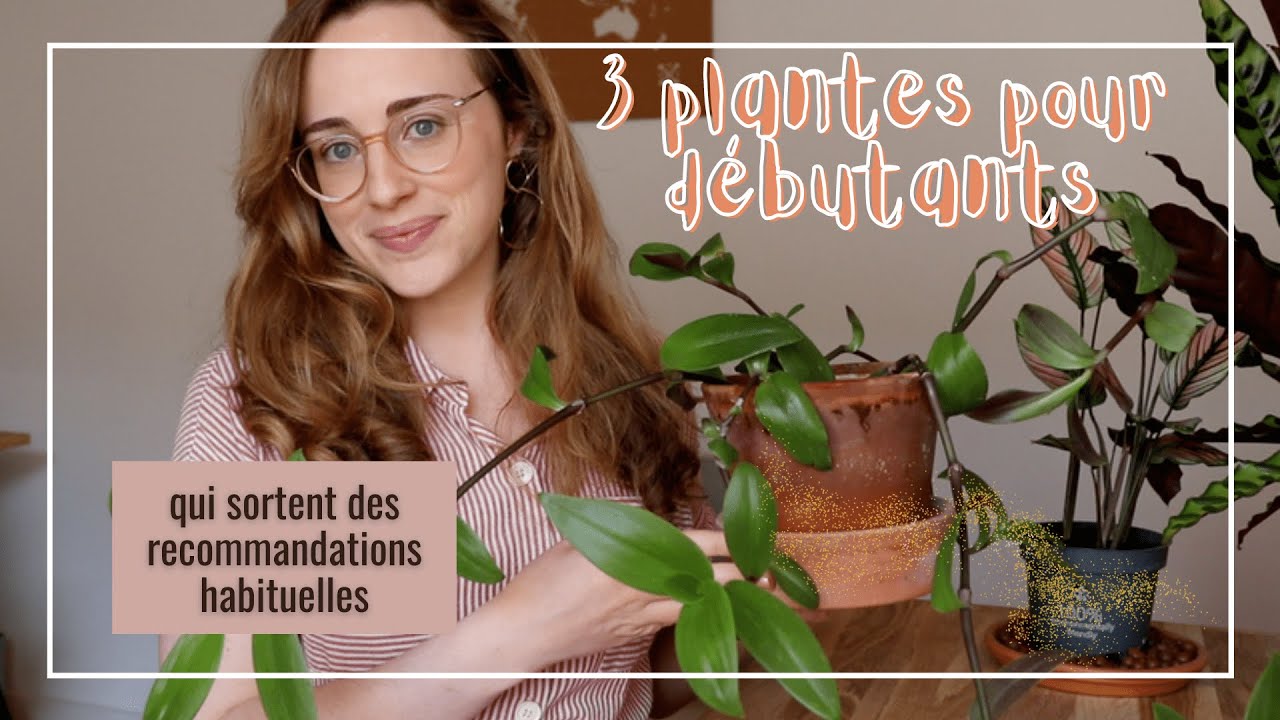 3 plantes pour débutants qui sortent des recommandations habituelles 🌿