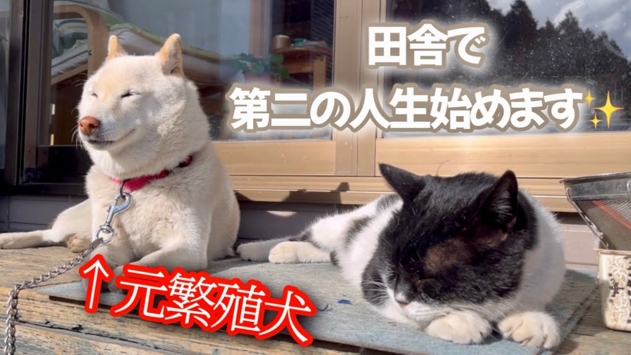 【ご報告】新しい家族のご紹介です🐶🎉
