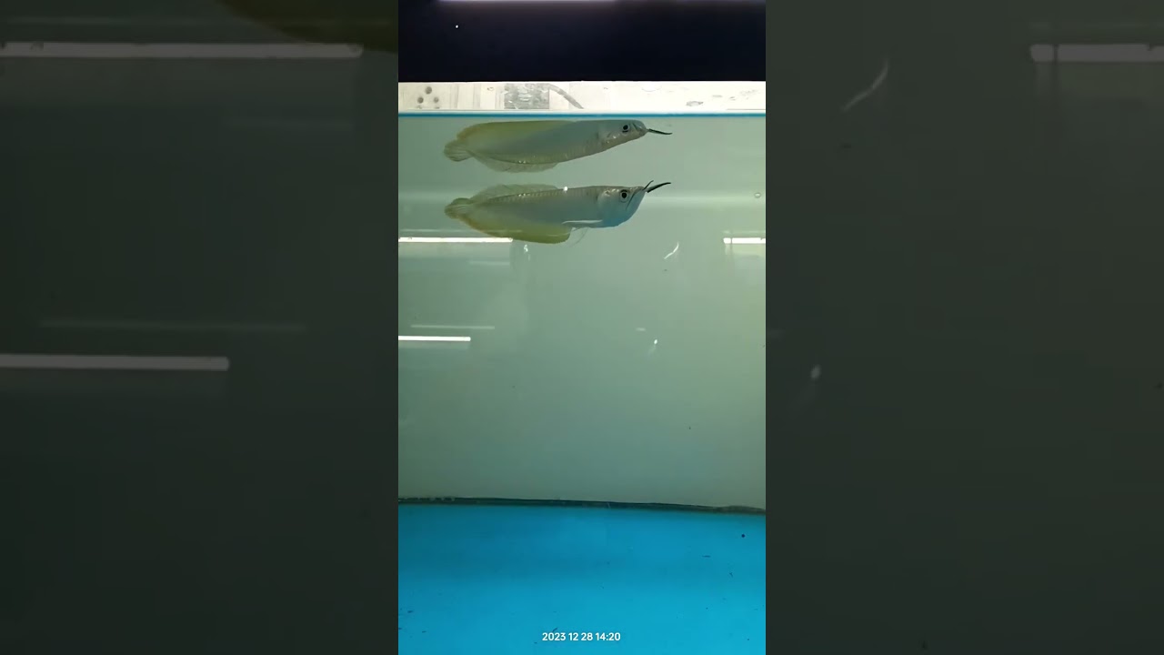 Arowana baby fish 