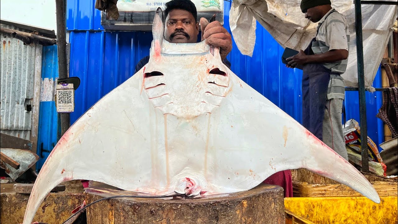 KASIMEDU SPEED SELVAM | HUGE RAY FISH CUTTING VIDEO | 4K VIDEO | CS FISH CUTTING