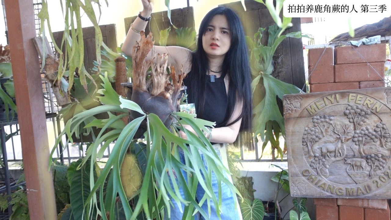 我在泰国的第六年：带你逛我的鹿角蕨苗圃｜拍拍养鹿角蕨的人 第三季