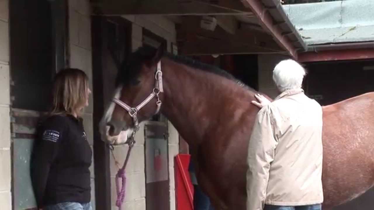 Michael's story - equine therapy helped me through depression