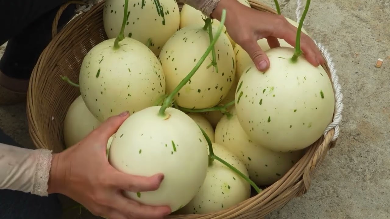 Enjoying Life in Countryside with Fruit Harvesting 