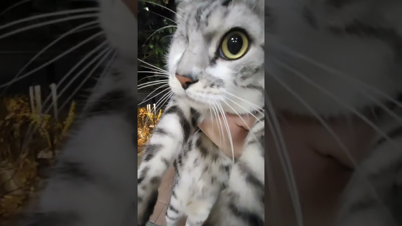 산책하는 고양이