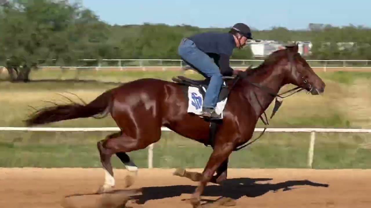 Cash AsmussenEquine.com - Requisition