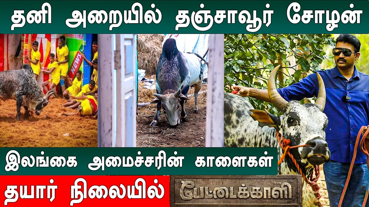 Jallikattu-க்கு Pettai Kaali தயார்! செந்தில் தொண்டமான் அவர்களின் காளைகள் | *Interview