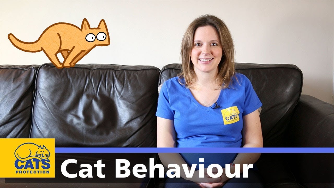 🐱 Introduction to cat behaviour | Cats Protection behaviour guides