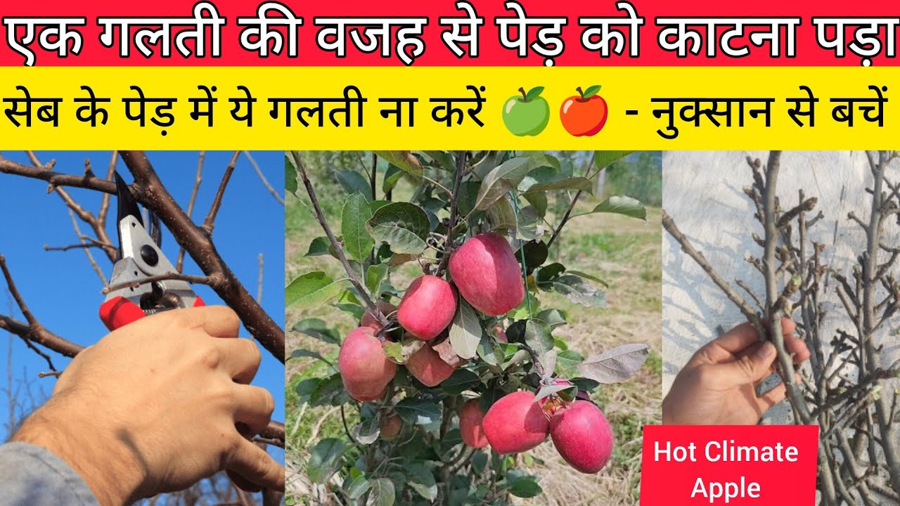 सेब के पेड़ में ये गलती न करें | गर्मी क्षेत्रों वाले सेब की खेती 🍏🍎 | Hot Climate Wambugu Apple 🍎