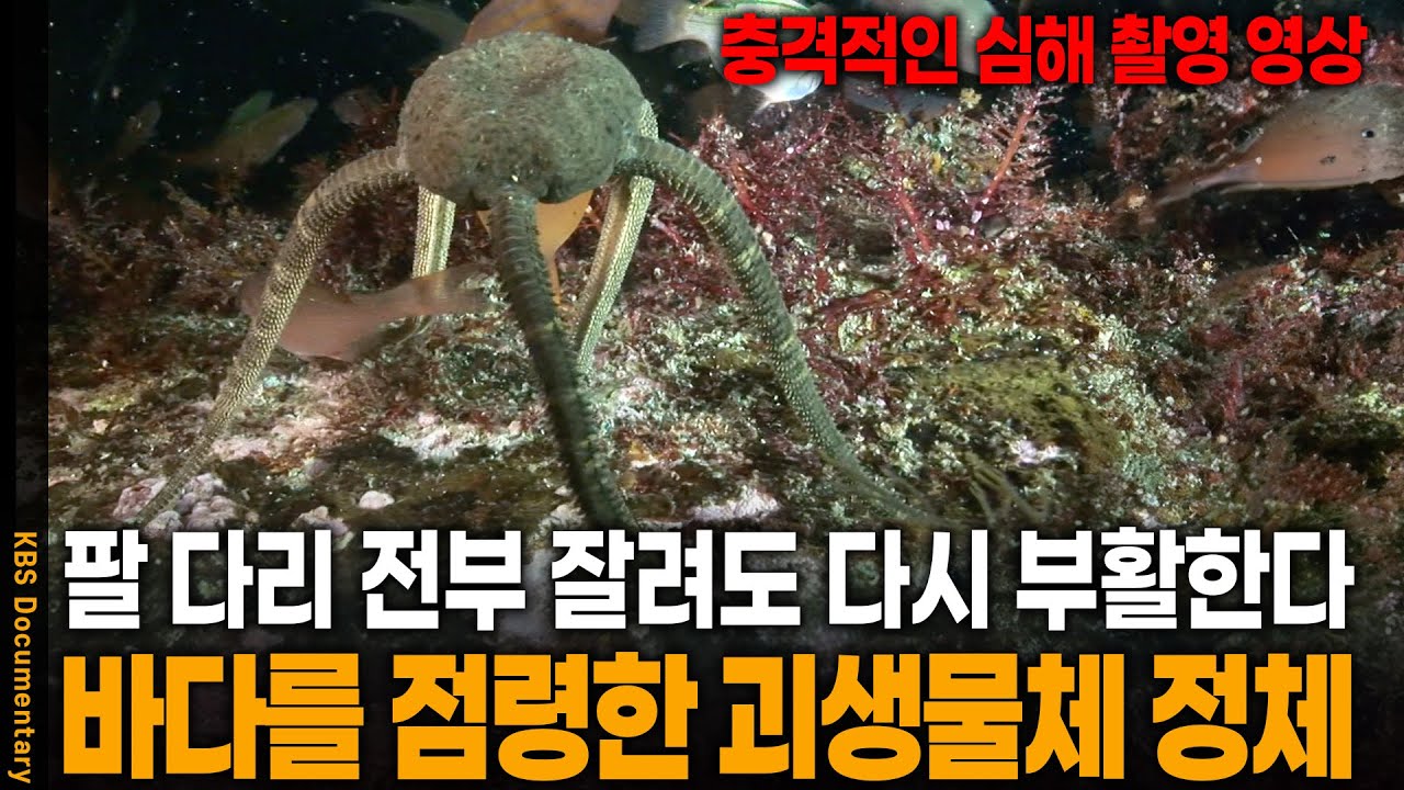 충격.. 팔 다리 다 잘려도 좀비처럼 부활하는 바다 속 괴생물체의 정체 | KBS 20120725 방송