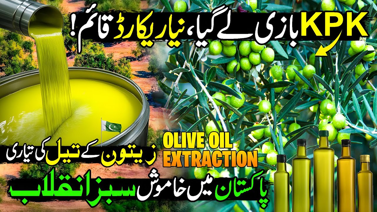 KPK Breaks All Record | Olive Oil Extraction | Billion Dollar Industry | Discover Pakistan