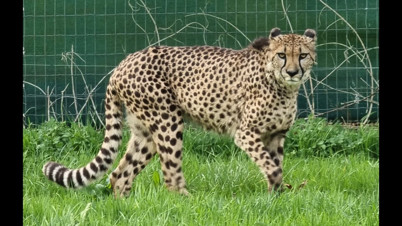 Big Cat Feed VIP Experience (Including Photos)