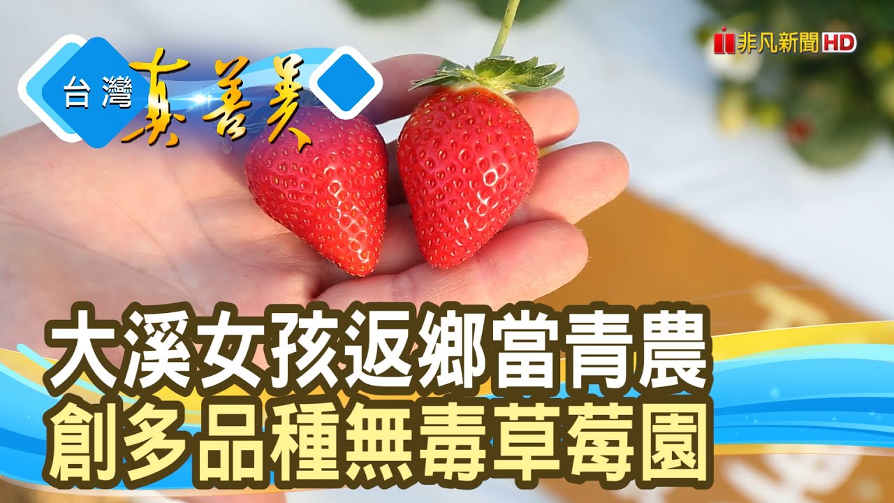 汗淚交織“夢想草莓園”｜找到莓-無農藥草莓園｜【台灣真善美】2026.01.25