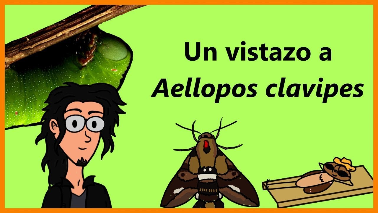 Biovideos: Un vistazo Aellopos