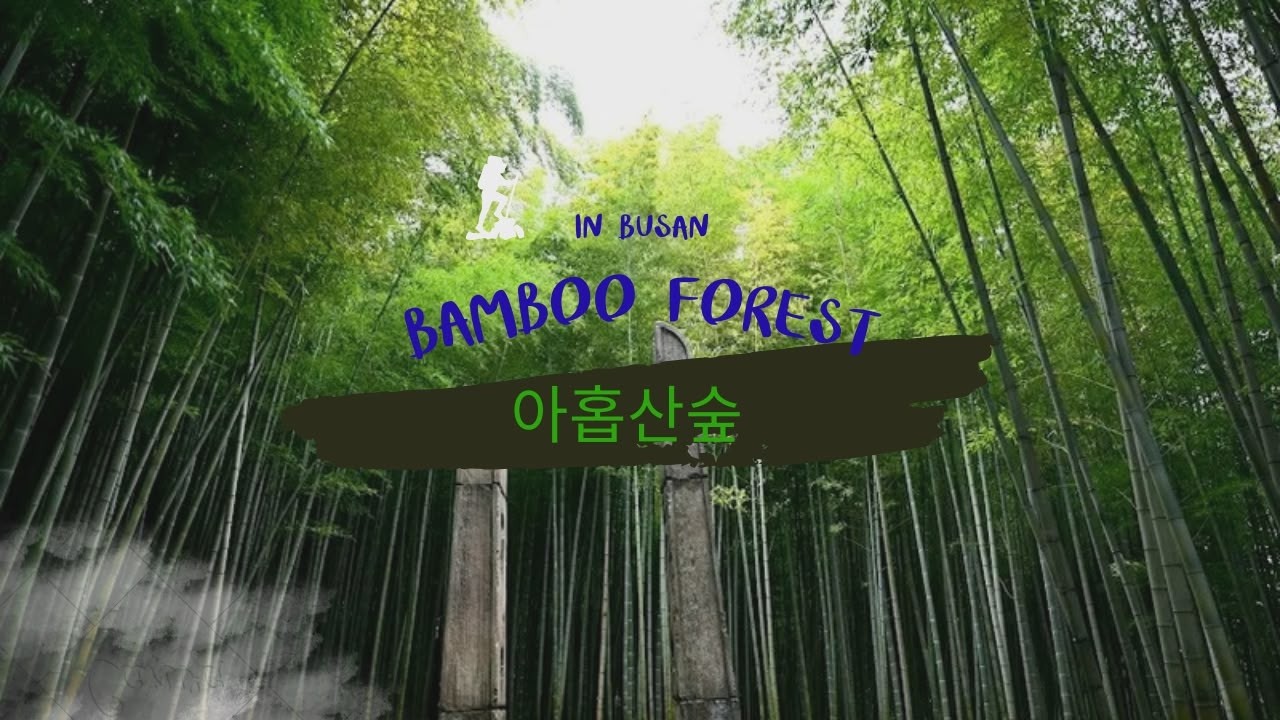 ဘူဆန် ဝါးတော အမှတ်တရ ။ Bamboo forest. 아홉산숲.