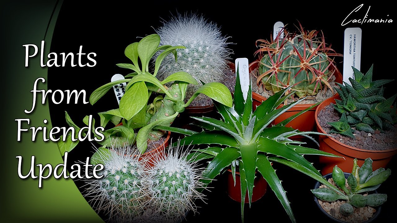 Plants from Friends Update | Cactus & Succulents