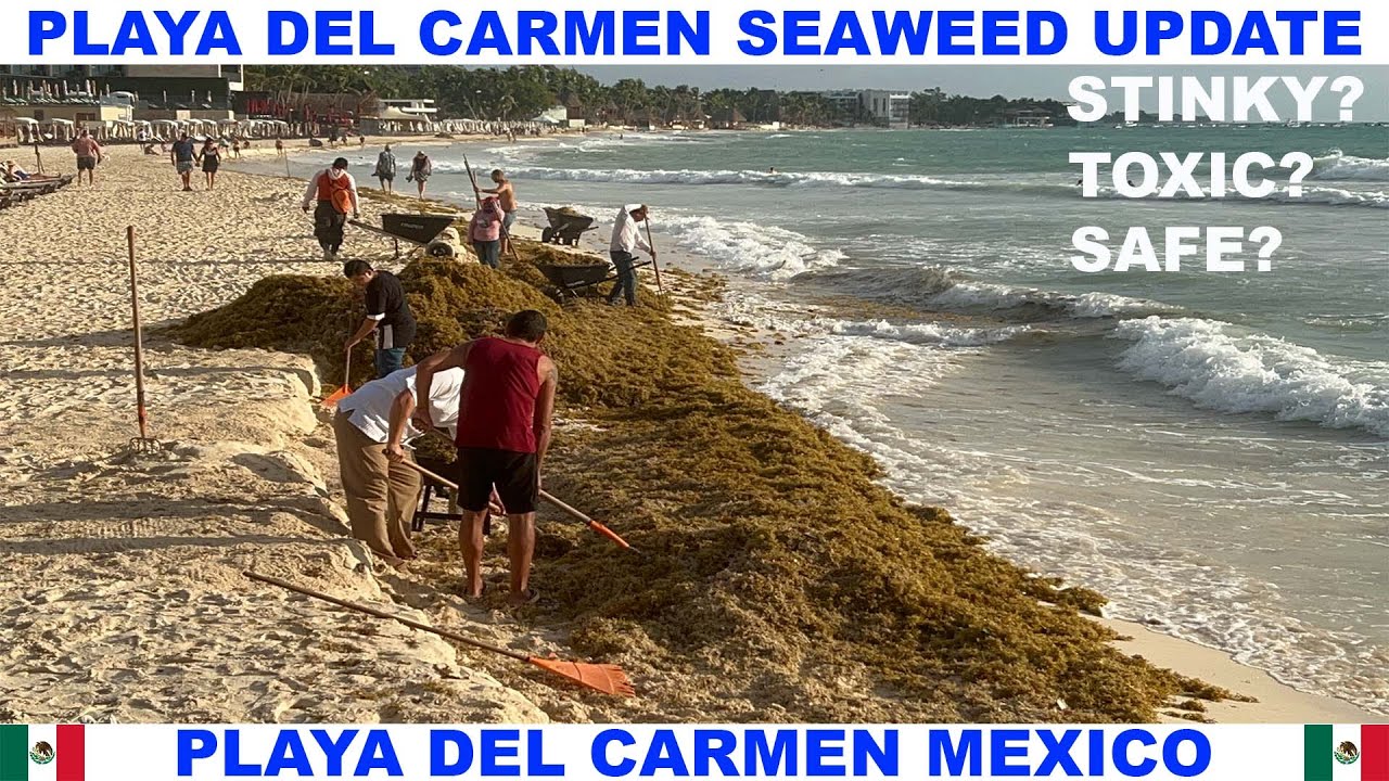 PLAYA  DEL CARMEN BEACH SEAWEED UPDATE - WHAT IS SARGASSUM? - IS IT DANGEROUS?