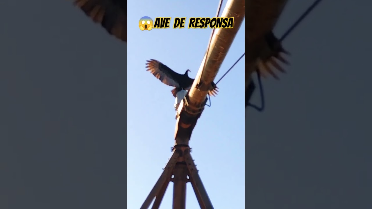 INTERIOR MINEIRO-agricultura agro#shorts