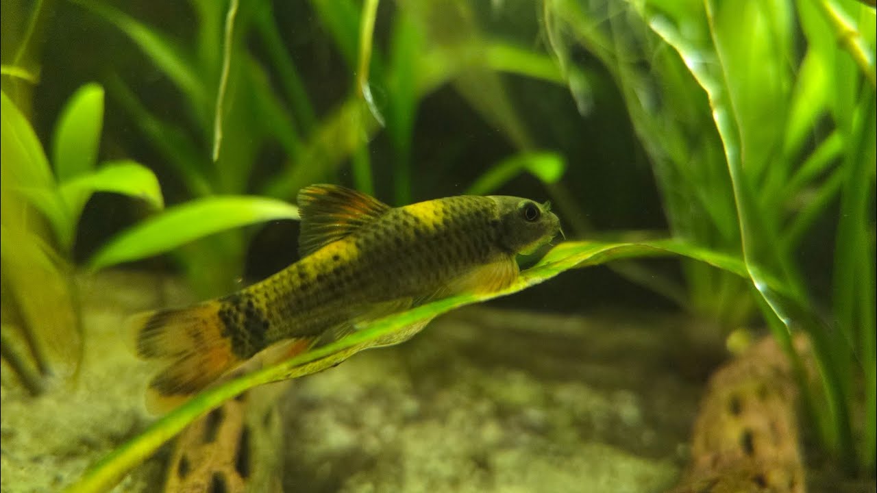 Peaceful Aquarium Ambience for Sleep | Very Quiet, No Music