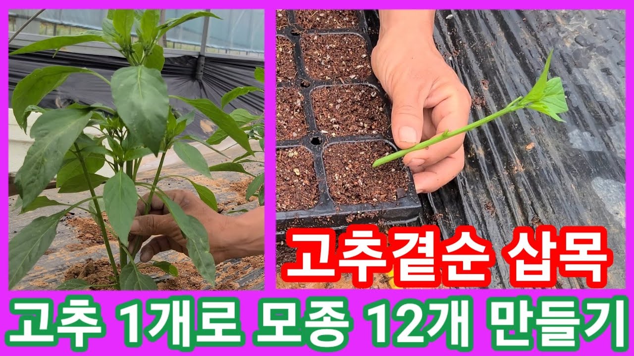 고추모종 1개심어 고추모종 12개 만들기~고추곁순 삽목 솔림농원 텃밭 농사 농업 귀농귀촌 전원일기