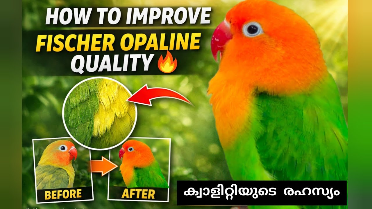 ക്വാളിറ്റിയുടെ രഹസ്യം അറിയൂ!🔥 How to improve Fischer Opaline quality with Wild Green Fischer pairing