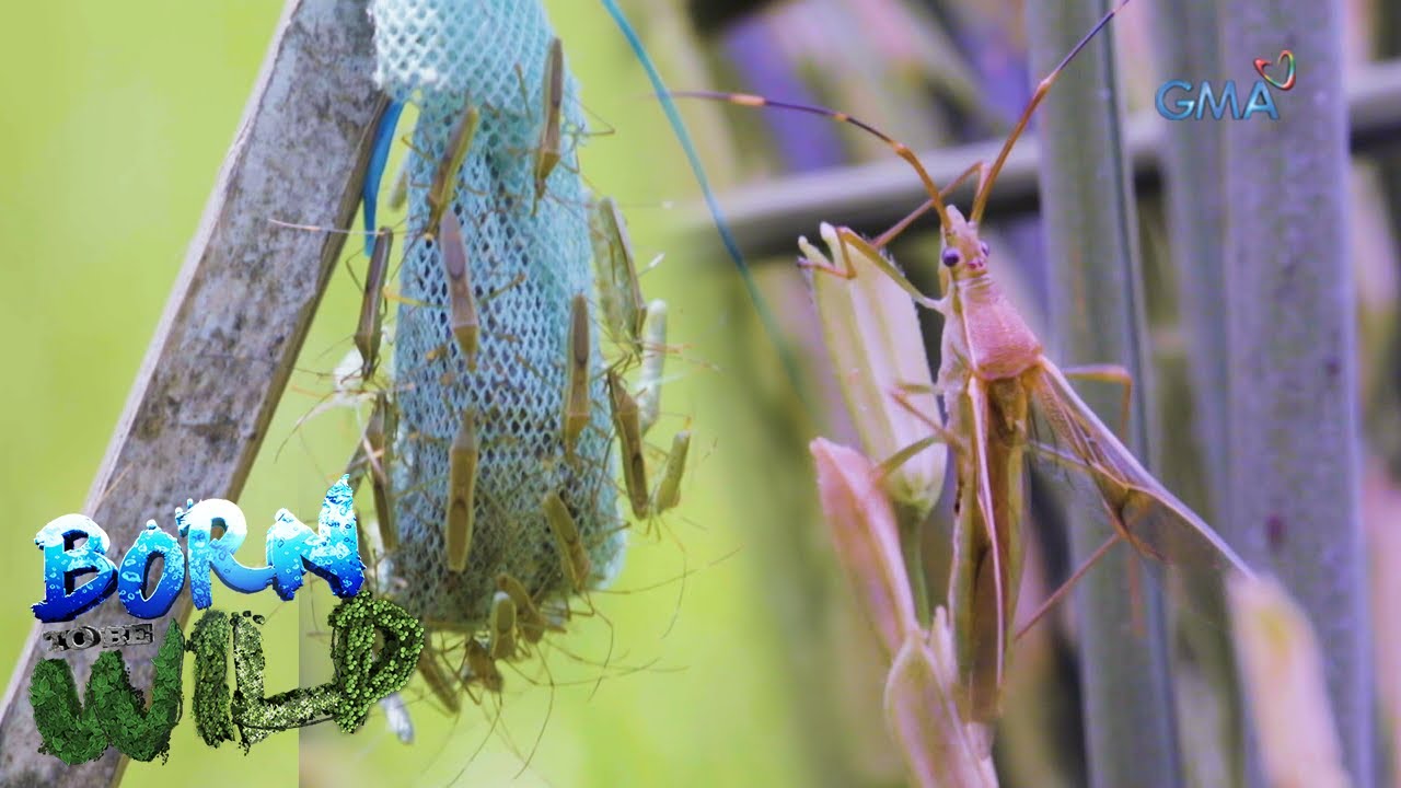 Born to be Wild: Pangasinan faces ‘atangya’ infestation