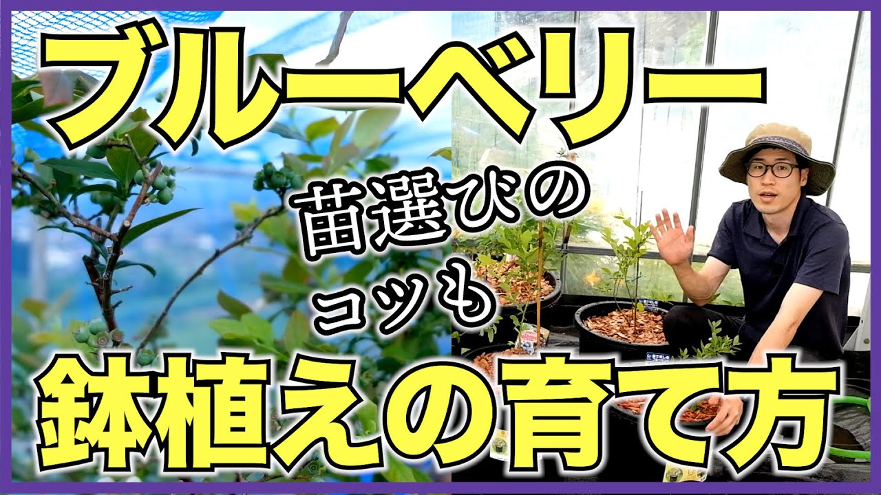 【ブルーベリー】鉢植えで簡単に育てる方法【気候に合わせてタイプを選ぼう】自宅で果樹栽培