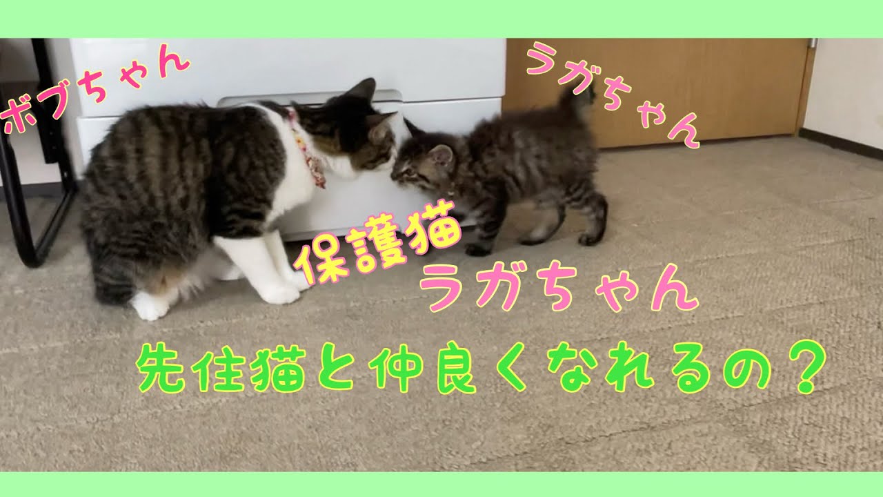 【short集】ラガちゃん先住猫と仲良くなれるかな？