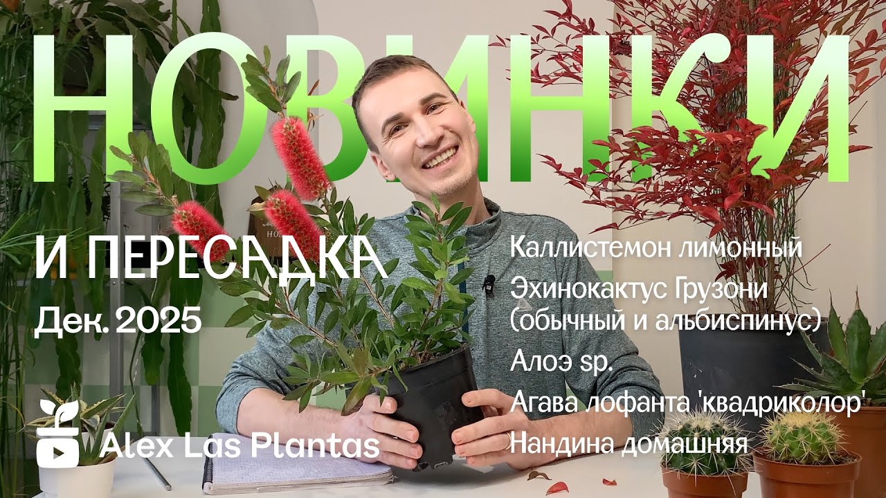 6 новинок и пересадка. Каллистемон, эхинокактусы грузони, агава лофанта квадриколор, алоэ и нандина.