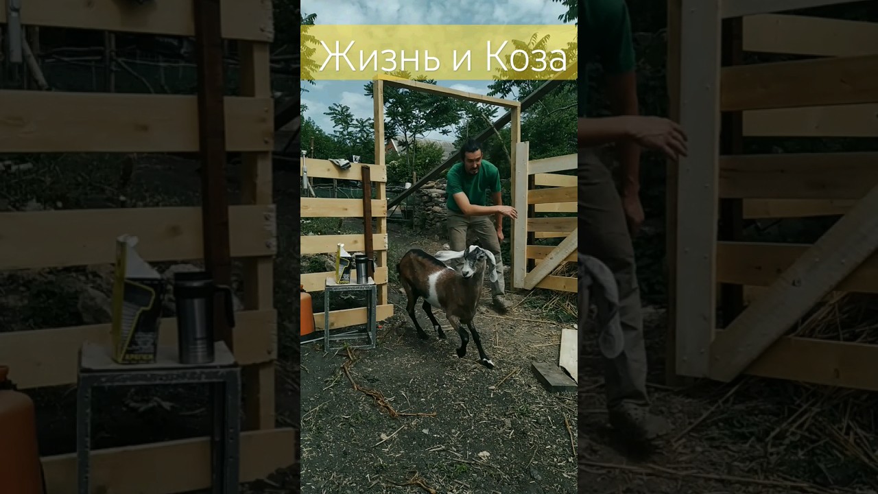 Сделал калиточку для козочки! осталось покрасить! #деревня #wood #козы #ch&egrave;vre #коза #нубийскиекозы