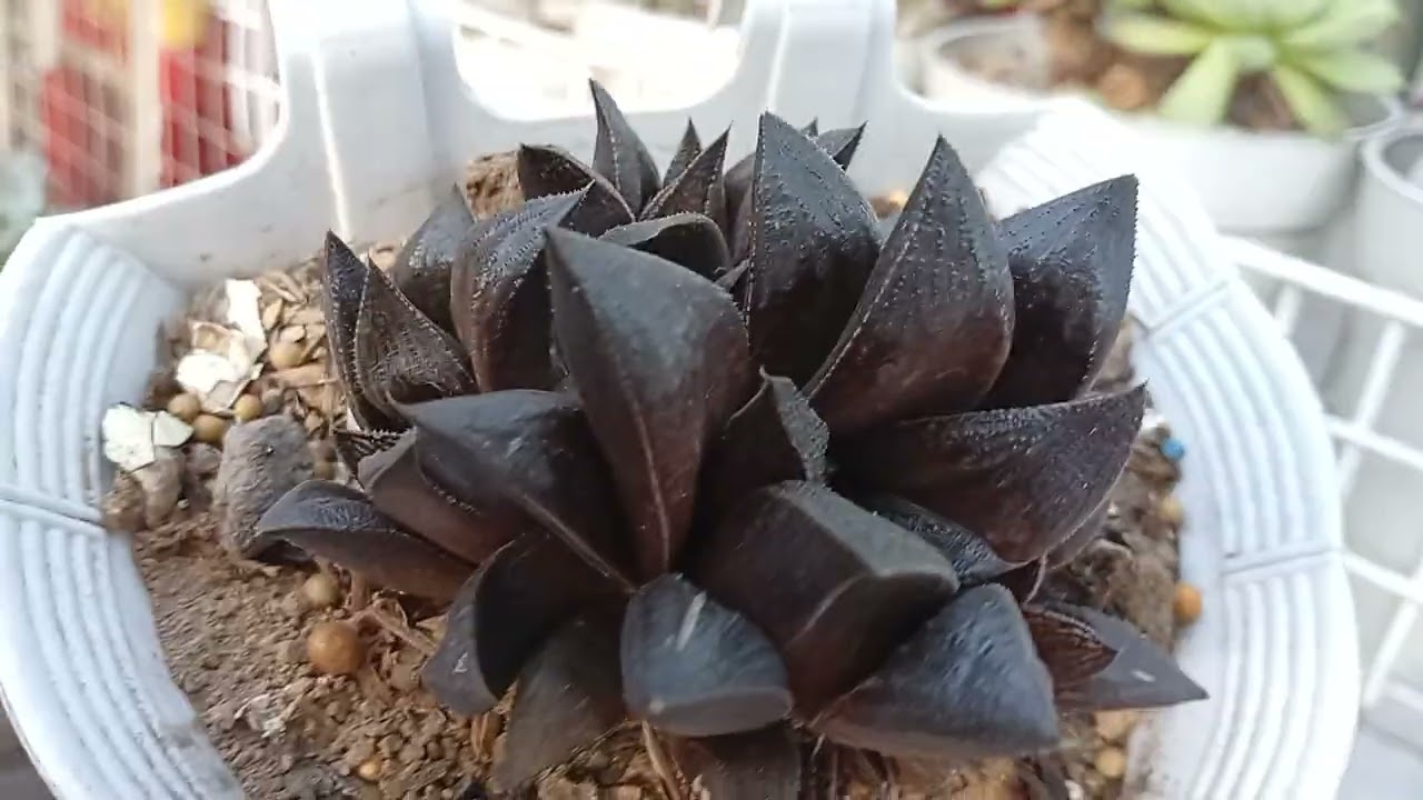Sunday morning succulent update🪷❤️