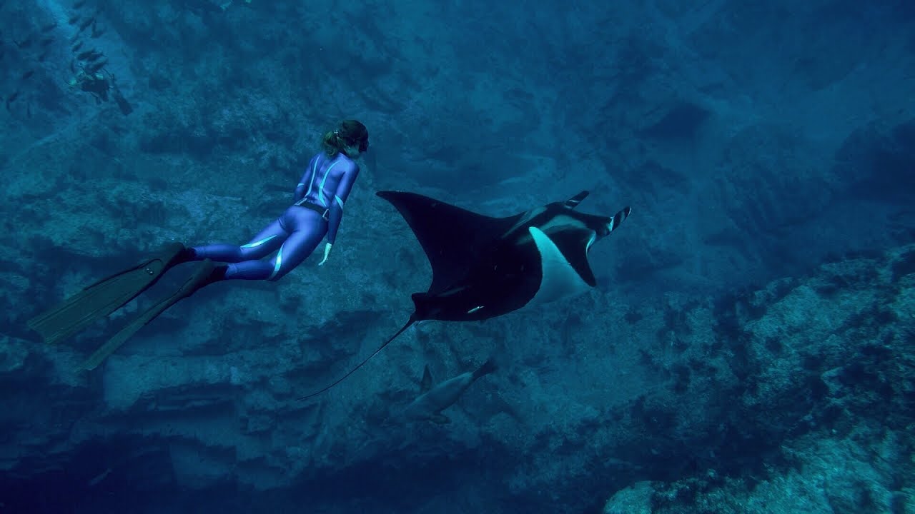 Freediving with sea lions and manta rays in La Paz, Mexico