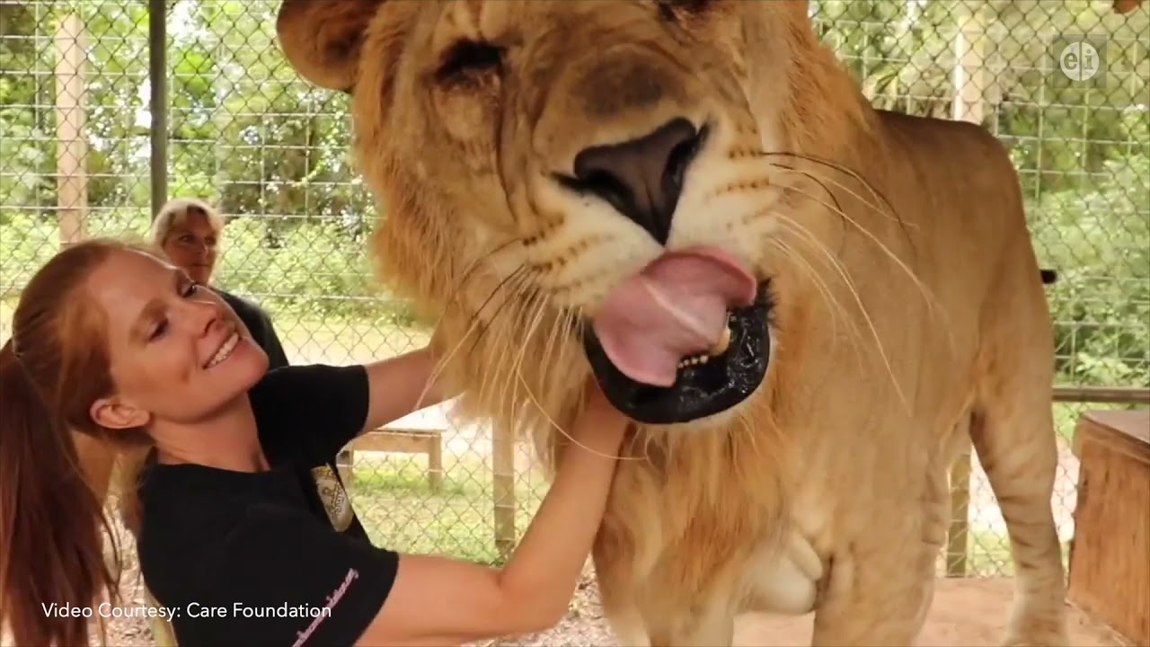 The Liliger - Animal Outtakes Episode 7, Season 9